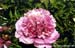 Rockii Peony: FO SHOU FEN